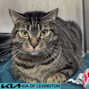 Website Pet Pictures - 2026-06-08T152109.477