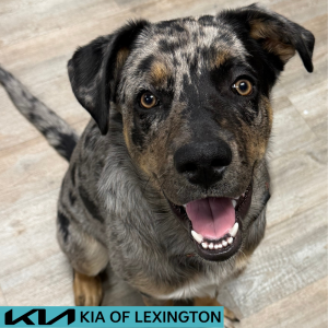 Website Pet Pictures - 2026-06-08T153527.590