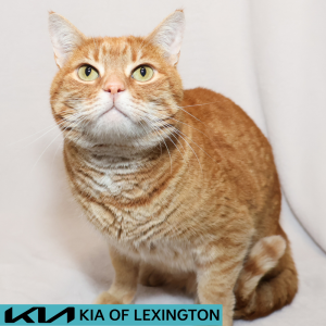 Website Pet Pictures - 2026-06-09T094903.330