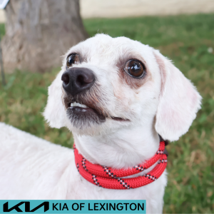 Website Pet Pictures - 2026-06-09T095825.932