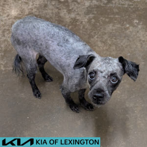 Website Pet Pictures - 2026-06-10T100441.101