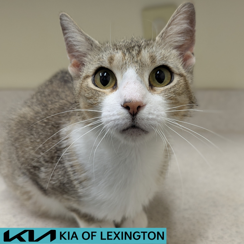 Website Pet Pictures - 2026-06-14T152138.017