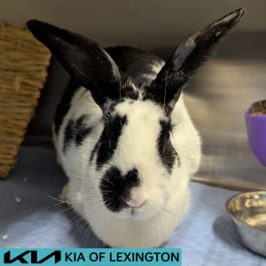 Website Pet Pictures - 2026-06-14T152419.918
