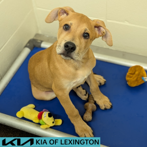 Website Pet Pictures - 2026-06-14T152603.908