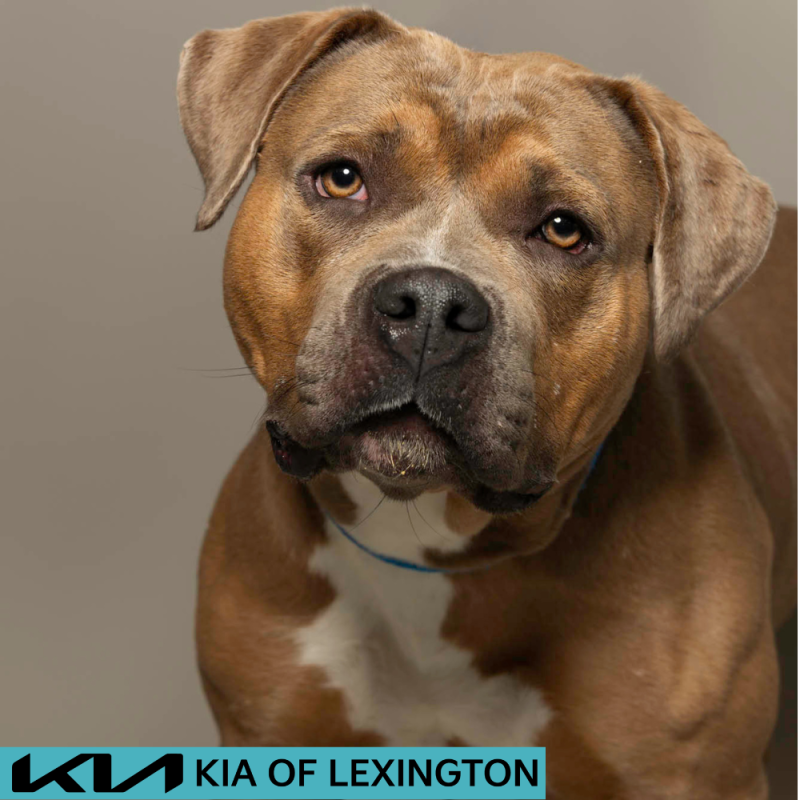 Website Pet Pictures - 2026-06-15T101541.160