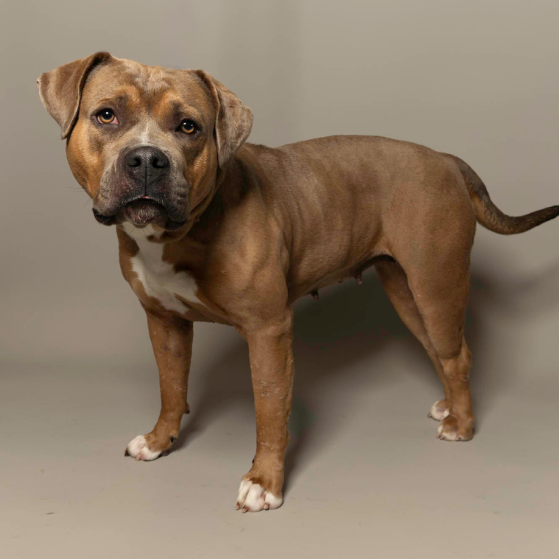 Website Pet Pictures - 2026-06-15T101556.311