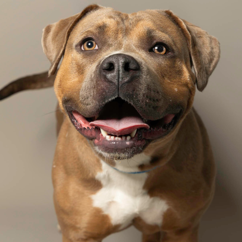 Website Pet Pictures - 2026-06-15T101627.981