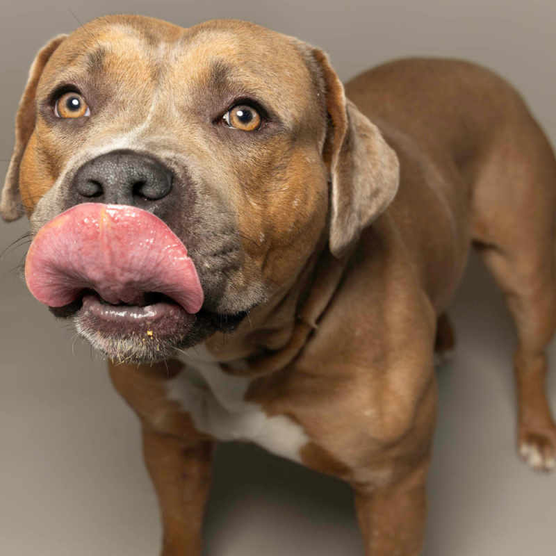 Website Pet Pictures - 2026-06-15T101652.864