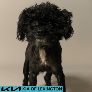 Website Pet Pictures - 2026-06-15T102126.977
