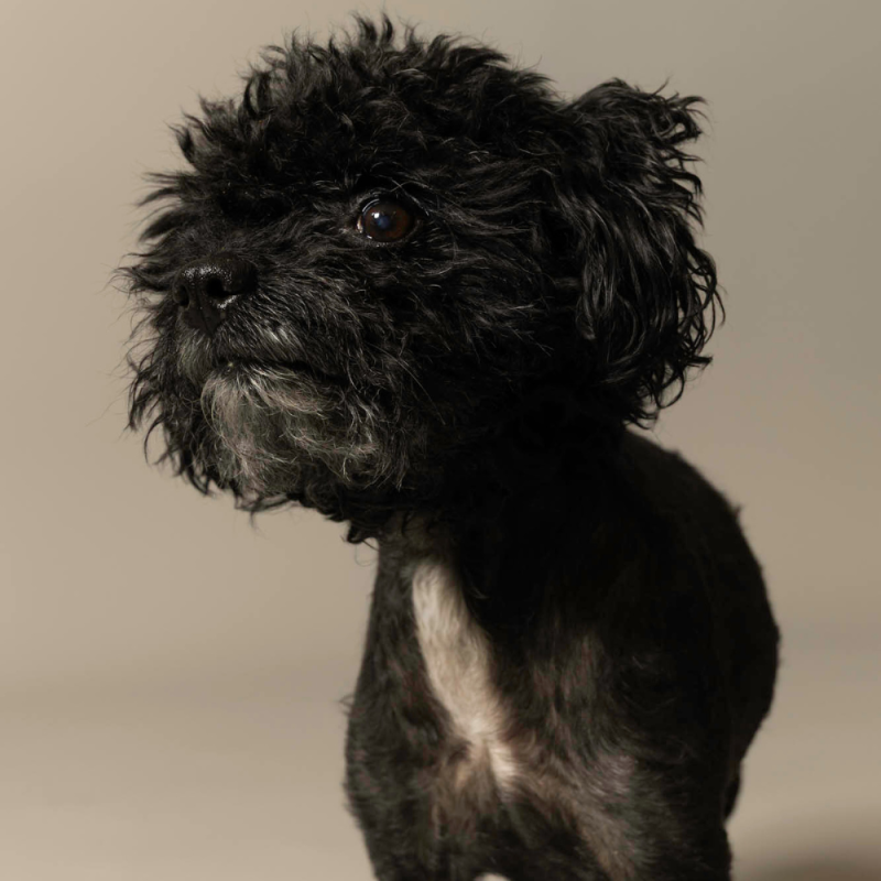 Website Pet Pictures - 2026-06-15T102316.983