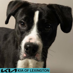 Website Pet Pictures - 2026-06-15T103125.003