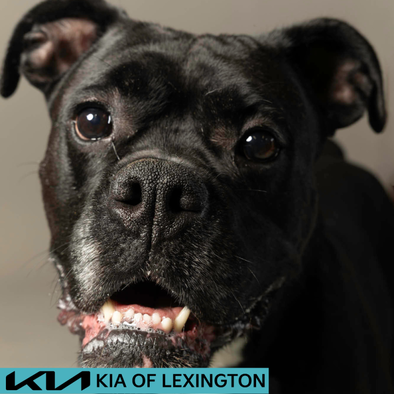 Website Pet Pictures - 2026-06-15T103553.287