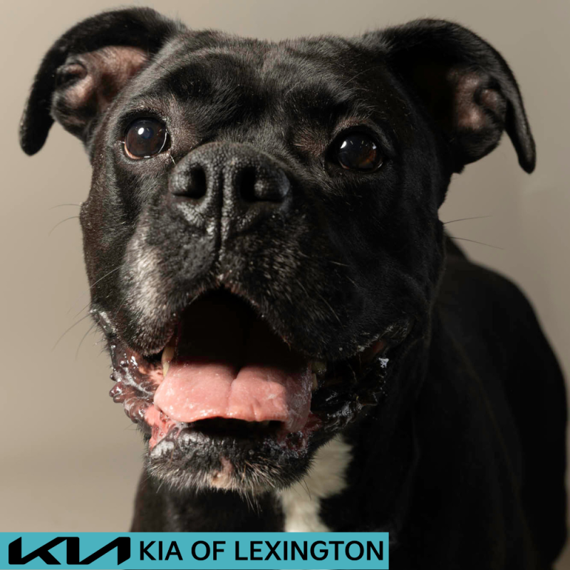 Website Pet Pictures - 2026-06-15T103635.489