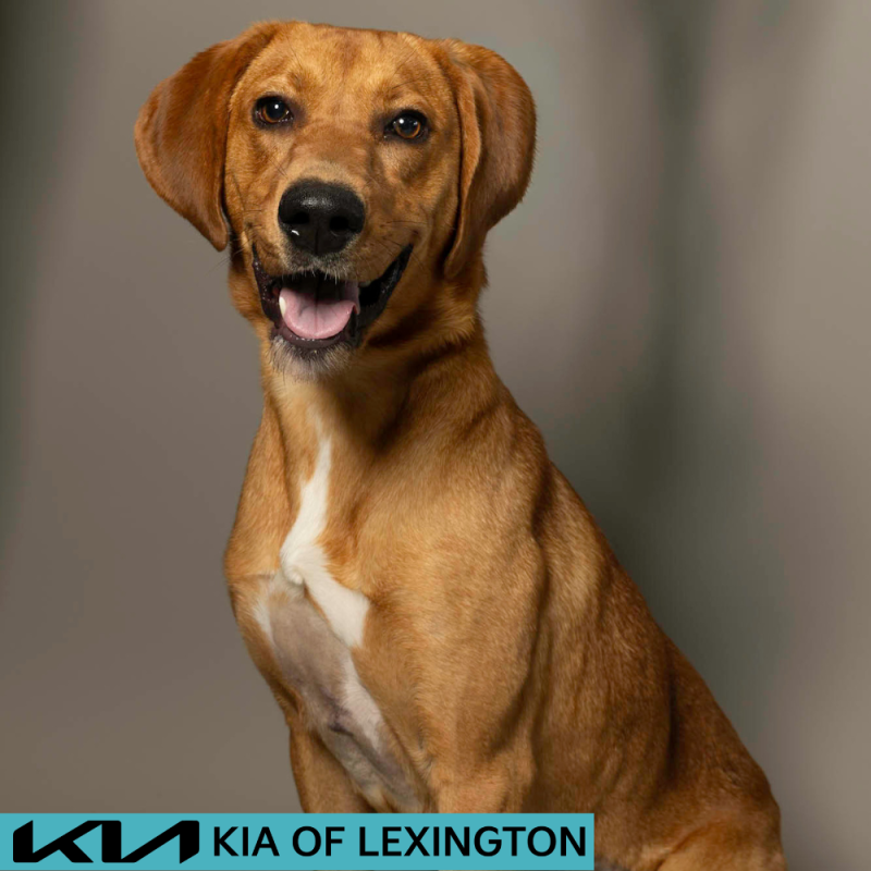 Website Pet Pictures - 2026-06-15T103857.044
