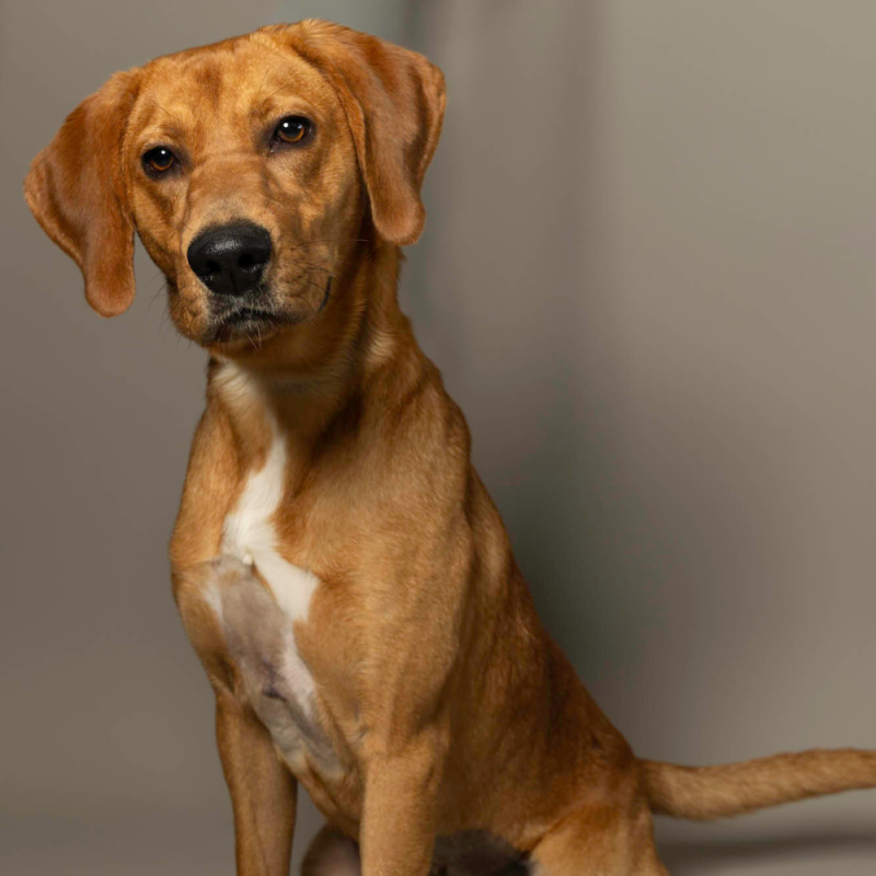 Website Pet Pictures - 2026-06-15T104148.579