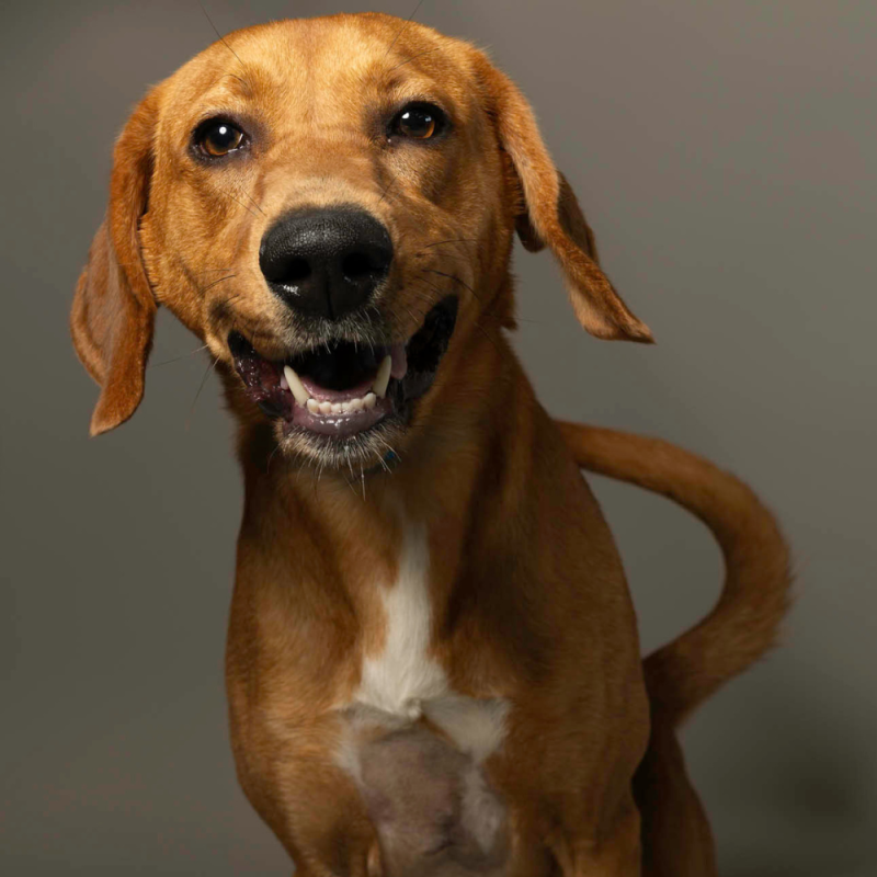 Website Pet Pictures - 2026-06-15T104532.099