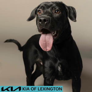 Website Pet Pictures - 2026-06-15T104716.987
