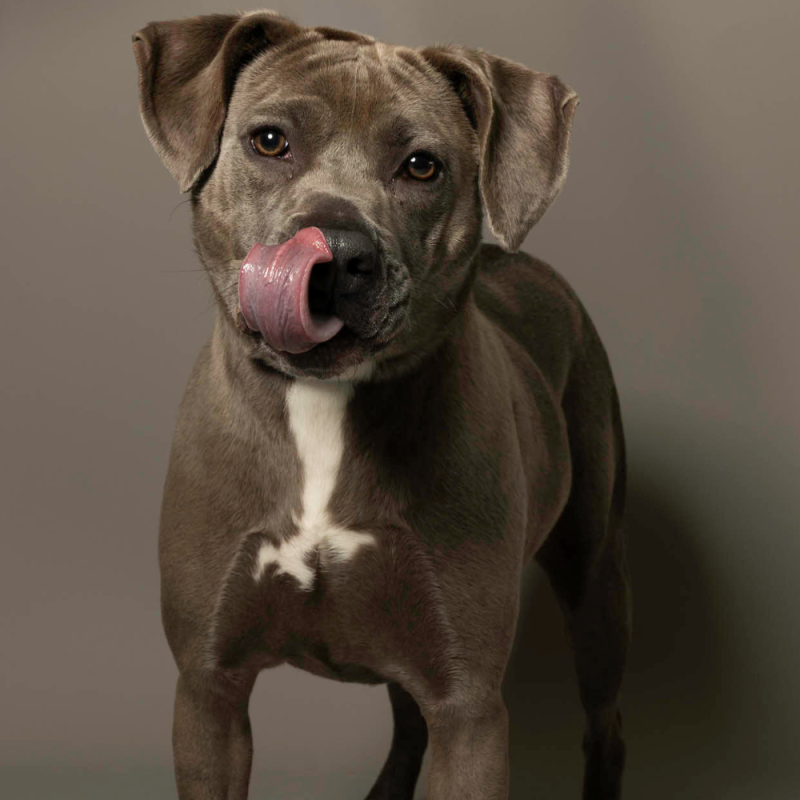 Website Pet Pictures - 2026-06-15T105552.051