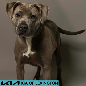 Website Pet Pictures - 2026-06-15T105646.061