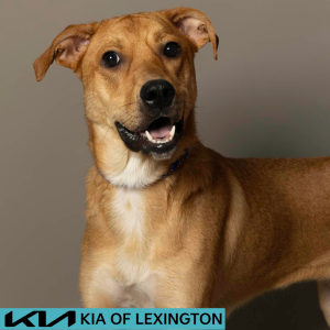 Website Pet Pictures - 2026-06-15T110932.070