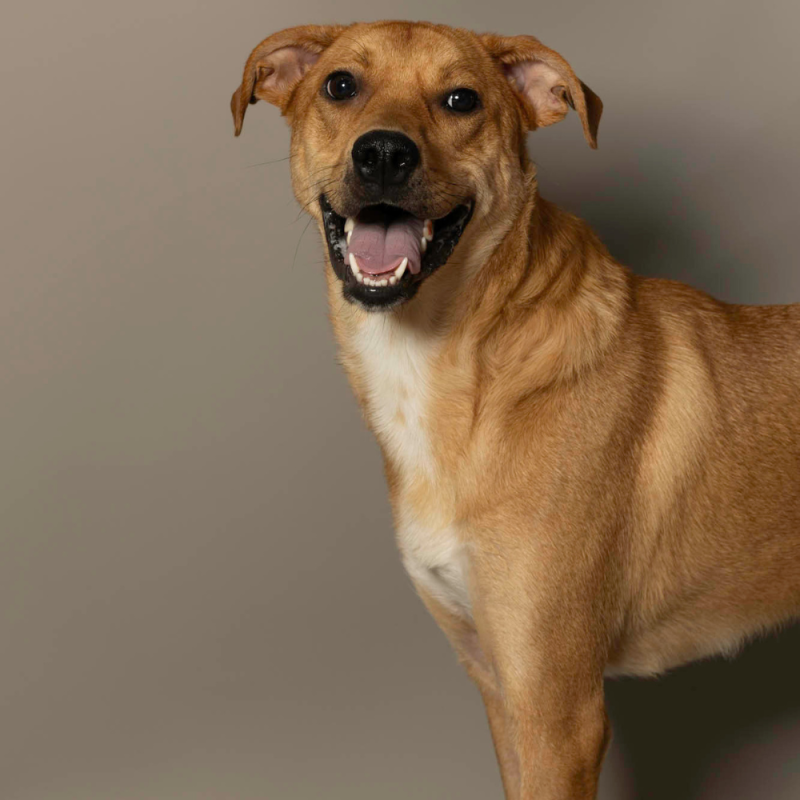 Website Pet Pictures - 2026-06-15T110956.922