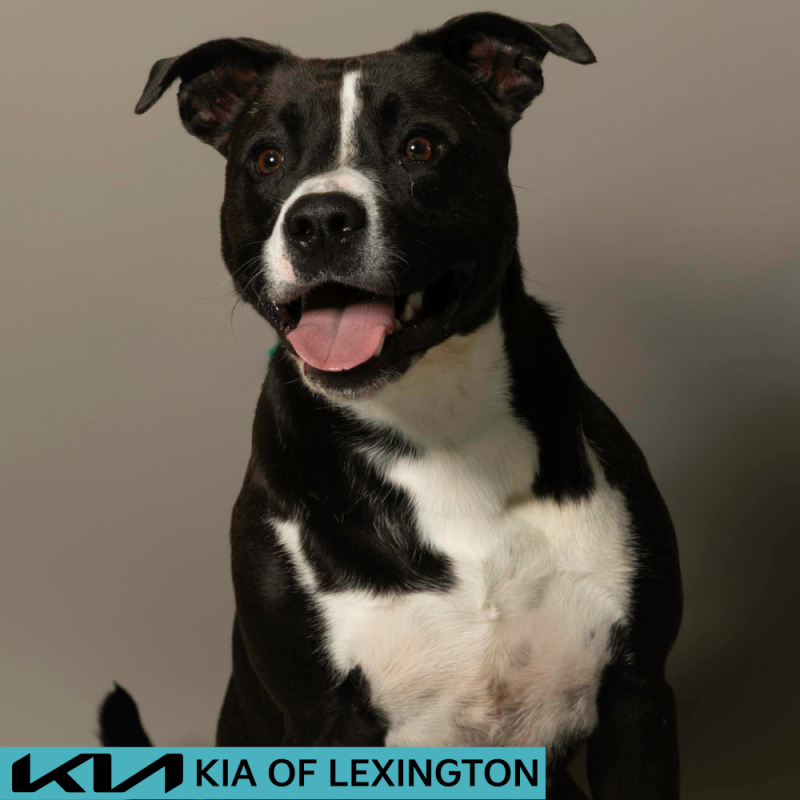 Website Pet Pictures - 2026-06-15T112244.974