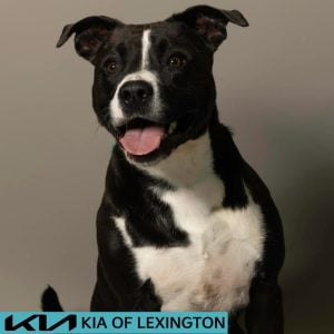 Website Pet Pictures - 2026-06-15T112244.974