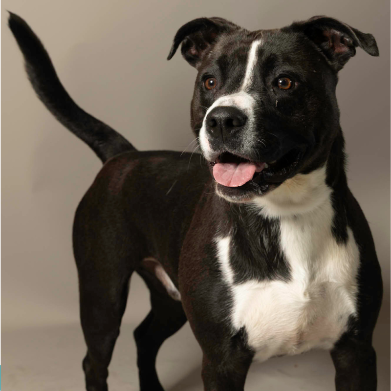 Website Pet Pictures - 2026-06-15T112423.046