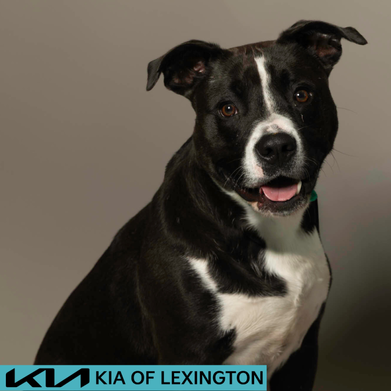 Website Pet Pictures - 2026-06-15T112508.057