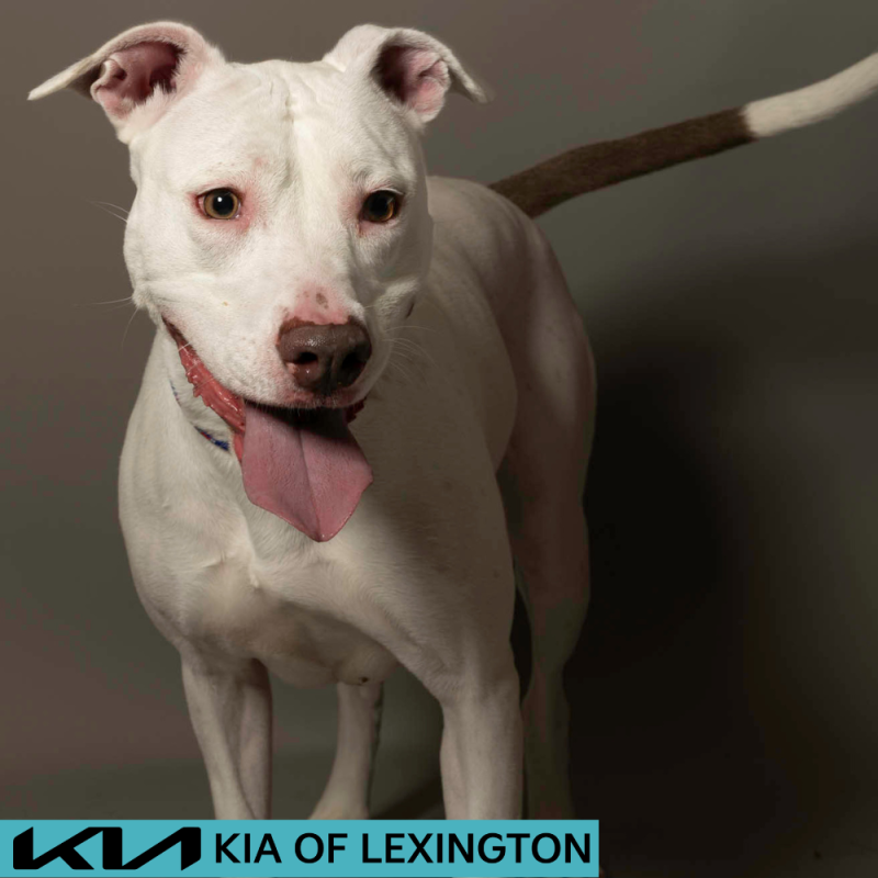 Website Pet Pictures - 2026-06-15T112645.592