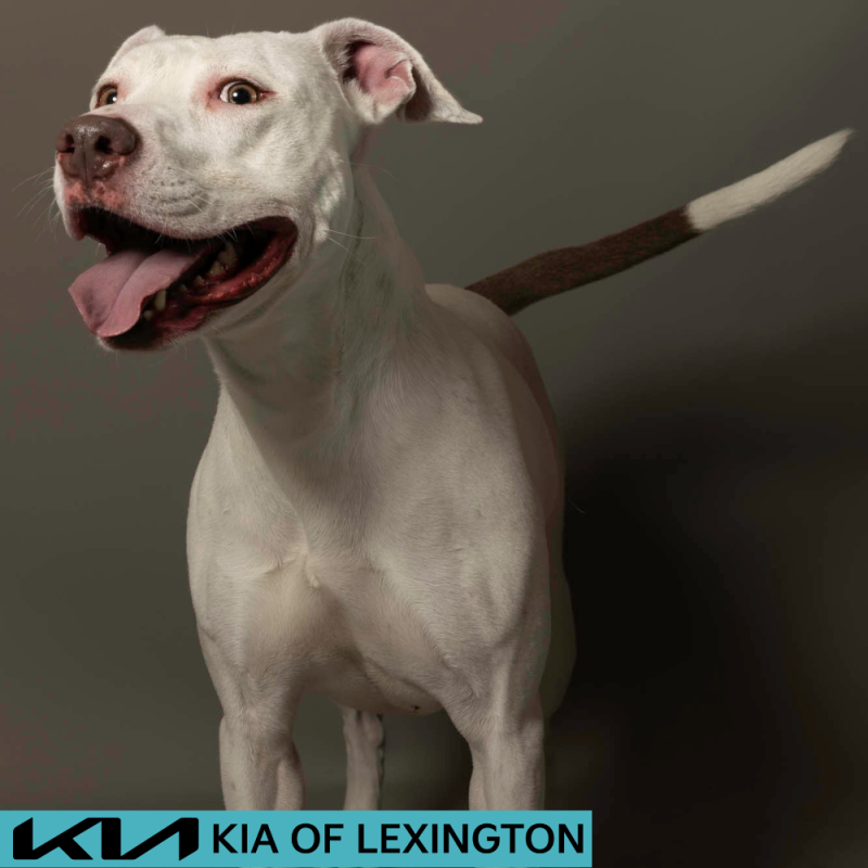 Website Pet Pictures - 2026-06-15T112707.040
