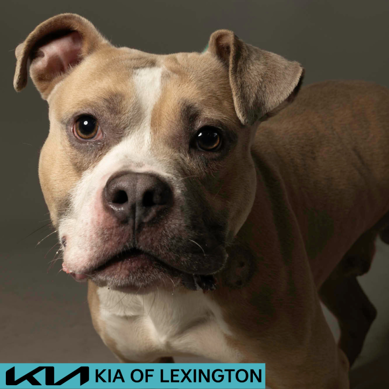 Website Pet Pictures - 2026-06-15T112941.900