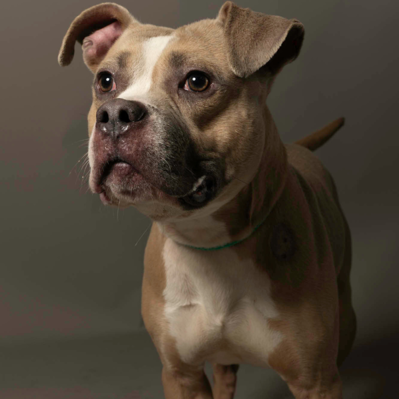 Website Pet Pictures - 2026-06-15T113003.270