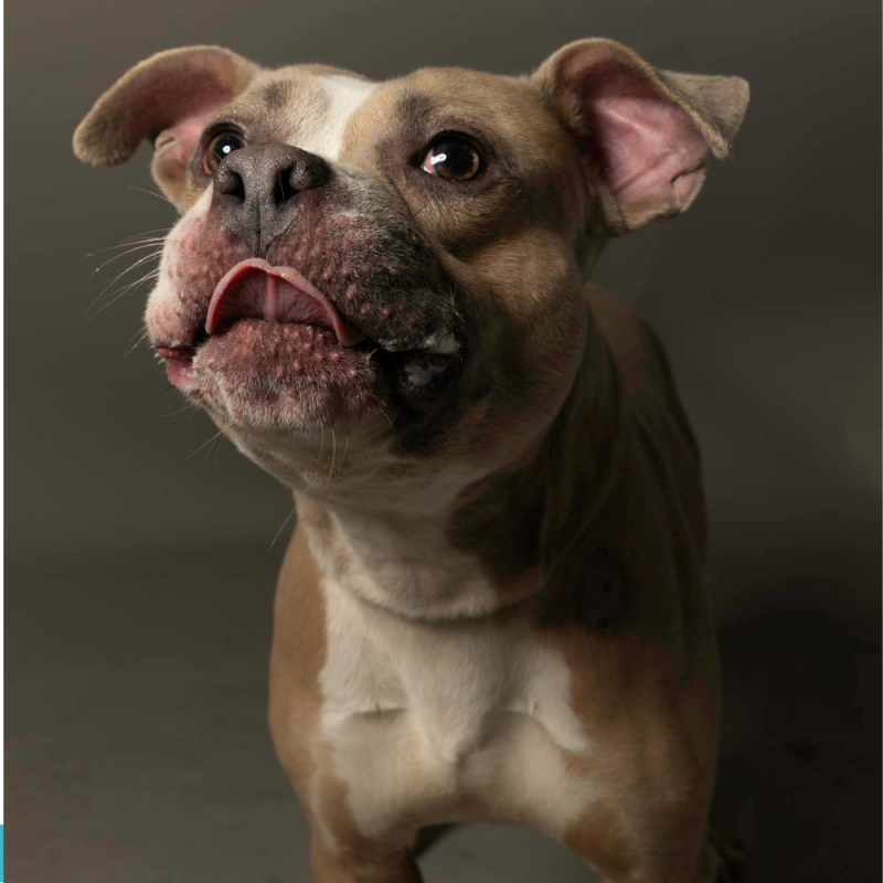 Website Pet Pictures - 2026-06-15T113055.449