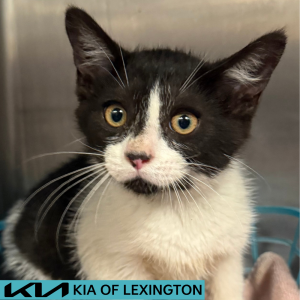 Website Pet Pictures - 2026-06-19T111511.379