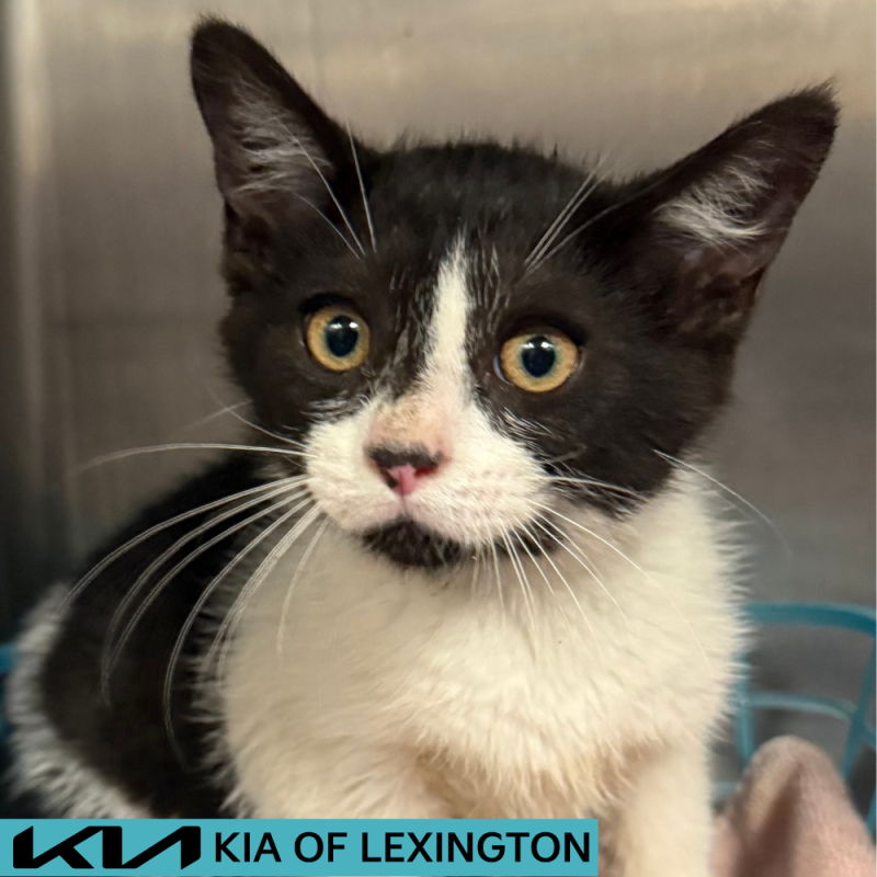 Website Pet Pictures - 2026-06-19T111511.379