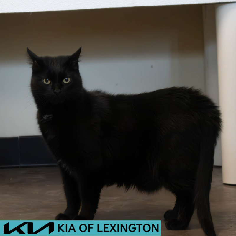 Website Pet Pictures - 2026-06-19T142809.707