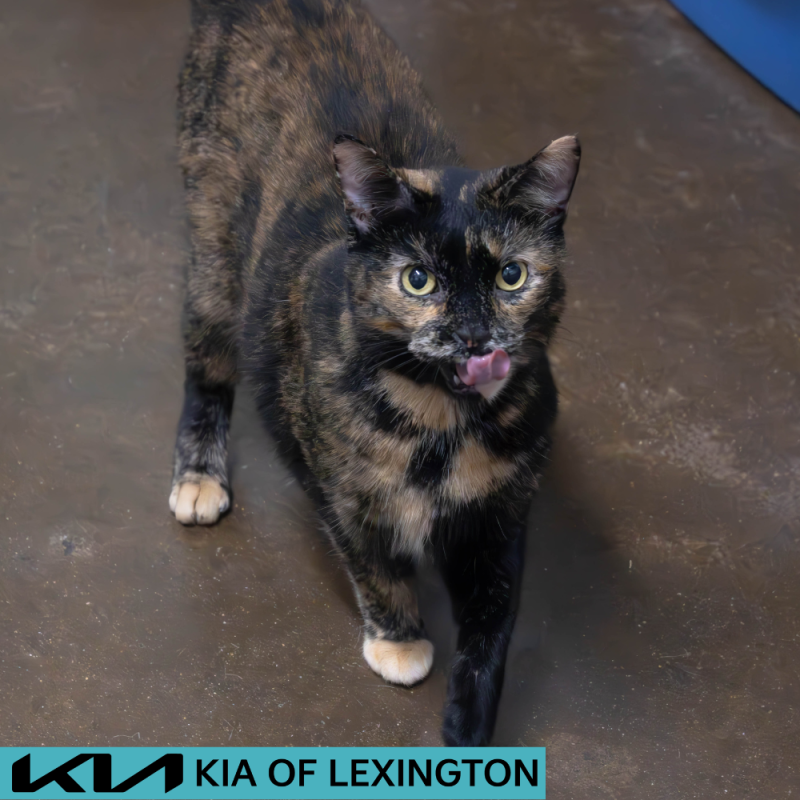 Website Pet Pictures - 2026-06-19T143231.621