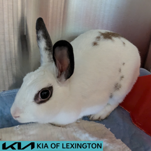 Website Pet Pictures - 2026-06-19T145435.685