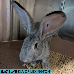 Website Pet Pictures - 2026-06-19T145733.723