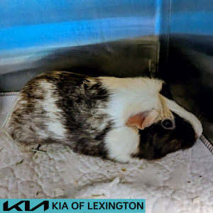 Website Pet Pictures - 2026-06-19T150022.687