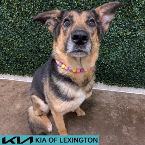 Website Pet Pictures - 2026-06-19T152205.580