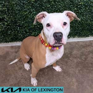 Website Pet Pictures - 2026-06-19T154258.685