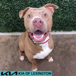 Website Pet Pictures - 2026-06-19T154641.954
