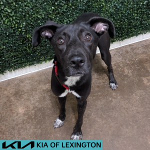 Website Pet Pictures - 2026-06-19T160439.724