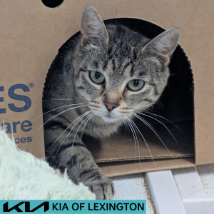 Website Pet Pictures - 2026-06-22T111705.124