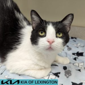 Website Pet Pictures - 2026-06-22T112815.159