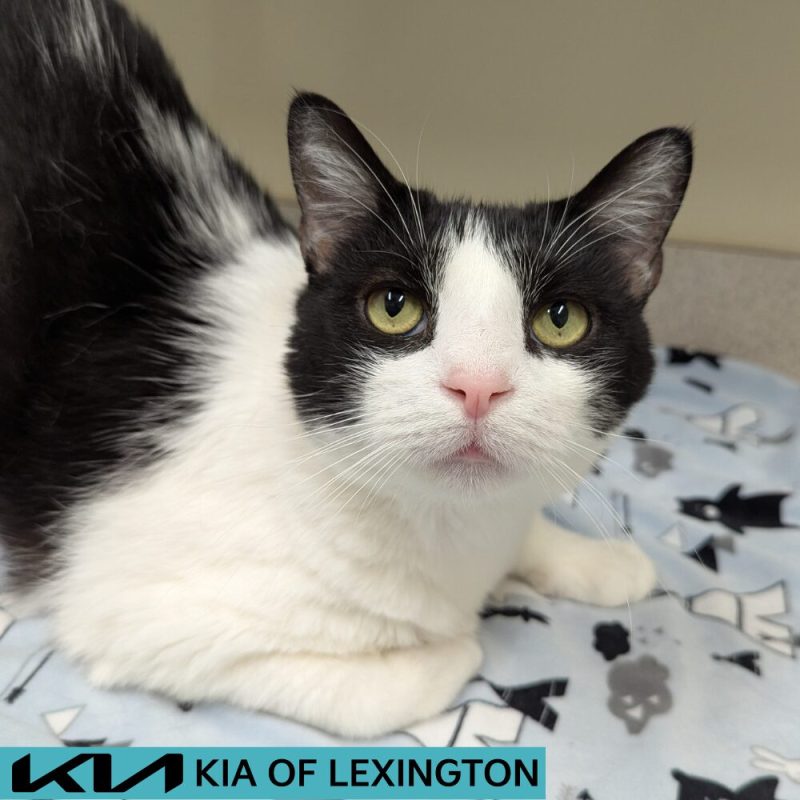Website Pet Pictures - 2026-06-22T112815.159