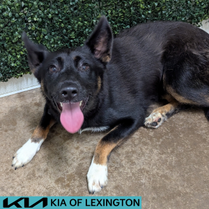 Website Pet Pictures - 2026-06-26T162555.777