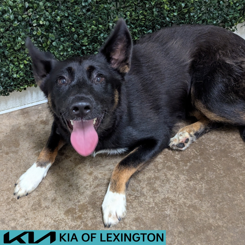 Website Pet Pictures - 2026-06-26T162555.777